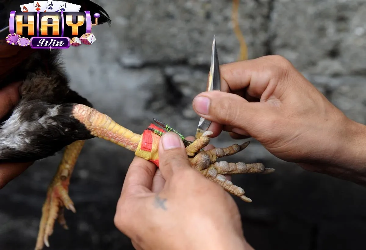 4 giống gà được sử dụng nhiều nhất trên đấu trường