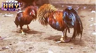 Luật chơi Đá Gà Cựa Dao Haywin tại Haywin