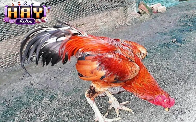 Khám Phá Đá Gà Cựa Sắt Haywin