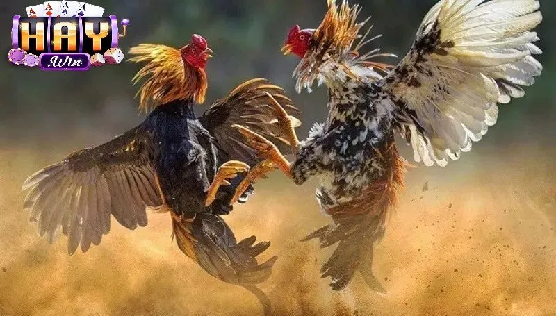 Điểm Nổi Bật Của Đá Gà Thomo Haywin