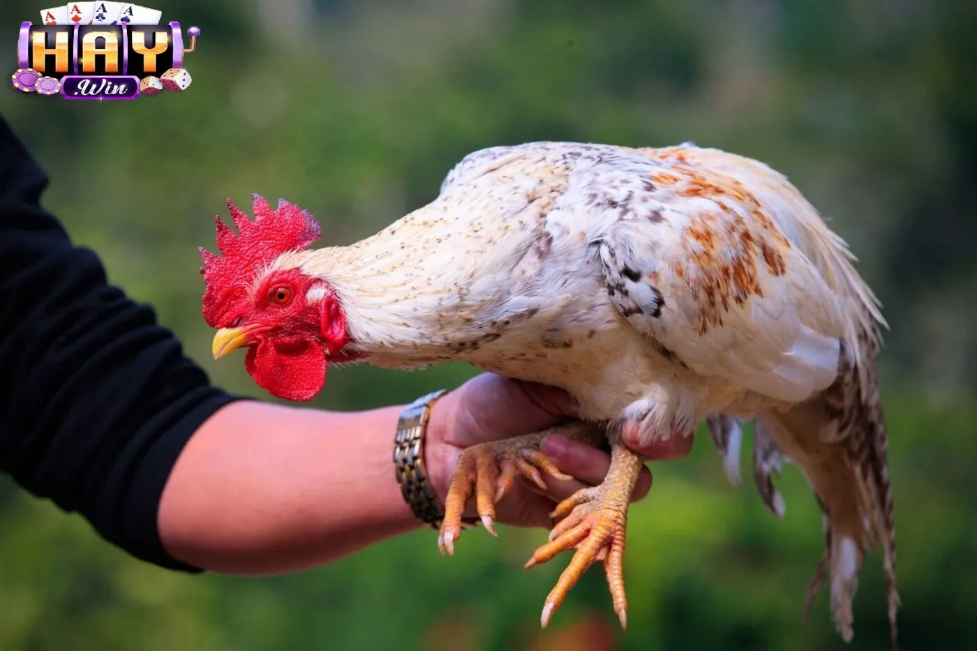 Ưu Điểm Khi Tham Gia Qua Haywin
