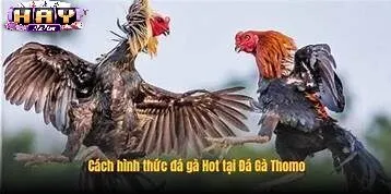Đá Gà Thomo Haywin Là Gì?